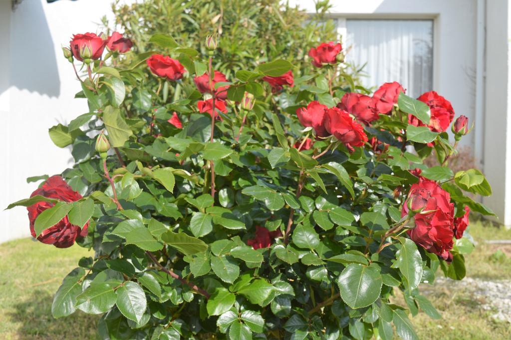 Les Jardins D'Oleron Otel Saint-Pierre-d'Oleron Dış mekan fotoğraf
